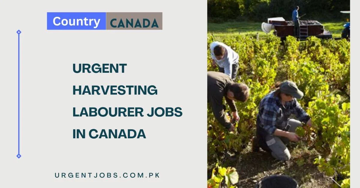 Urgent Harvesting Labourer Jobs in Canada
