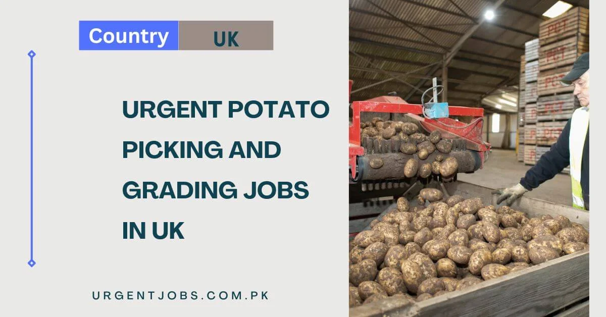 Urgent Potato Picking and Grading Jobs in UK